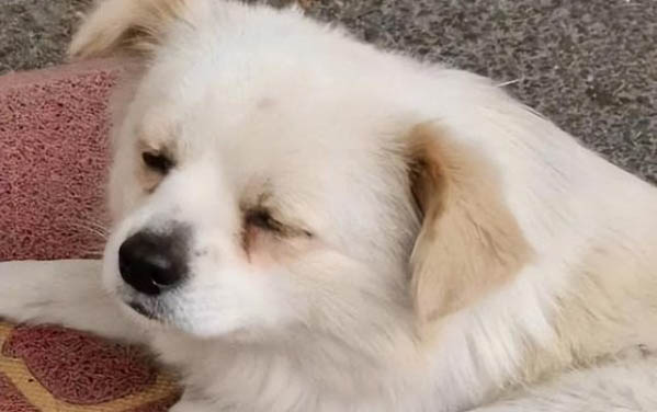 小狗感冒了吃什么藥好呢
