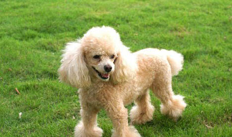 貴賓犬是什么狗