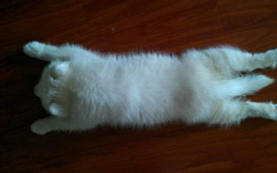 薩摩耶幼犬洗澡注意事項