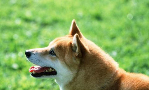 柴犬適合家養嗎