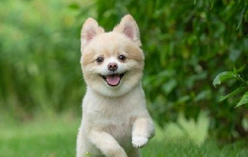 德牧幼犬專用狗糧