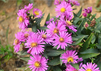 荷蘭豬打噴嚏怎么回事