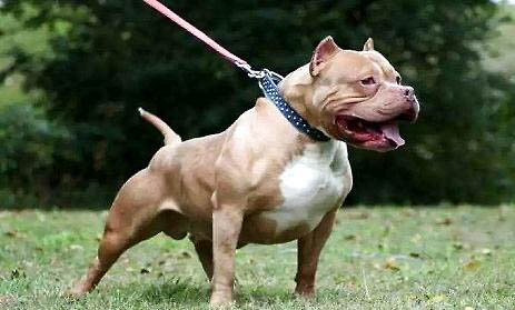 惡霸犬跟斗牛犬有什么區(qū)別