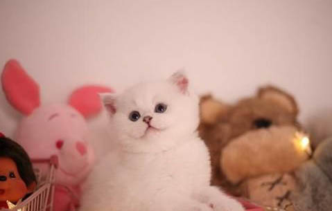 養(yǎng)金漸層的攻略