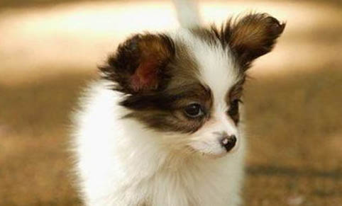 蝴蝶犬和狐貍犬的區別