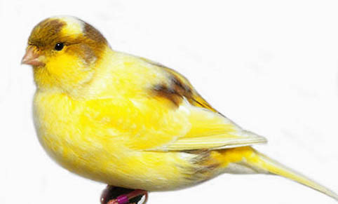 芙蓉鳥的飼養方法