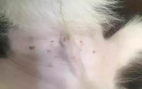 訓(xùn)練比熊狗狗教程