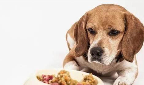 訓(xùn)練家狗的方法有哪些