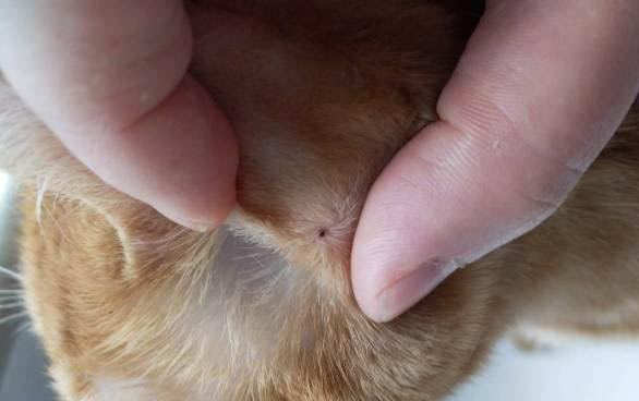 貓咪陣痛后要多久才能生產