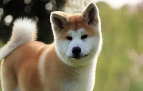 如何挑選秋田犬幼犬