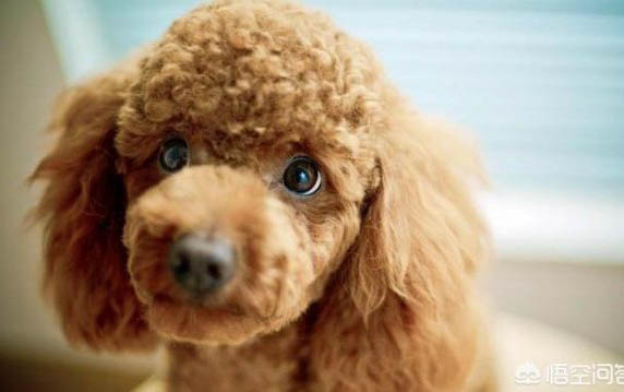 幼犬肺炎癥狀