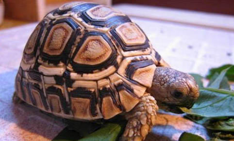 陸龜會(huì)游泳嗎