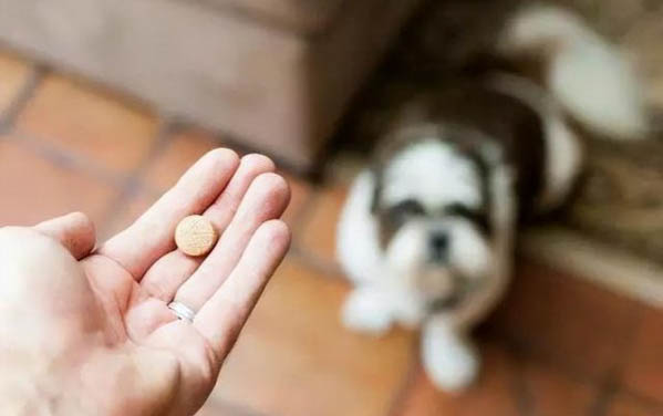 狗狗角膜炎會有哪些癥狀