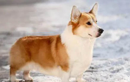 柯基犬和比熊哪個(gè)好養(yǎng)