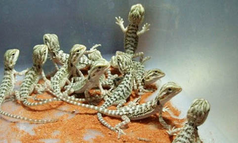 鬃獅蜥蜴溫順嗎