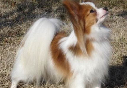 蝴蝶犬突然不愛吃東西的原因是什么