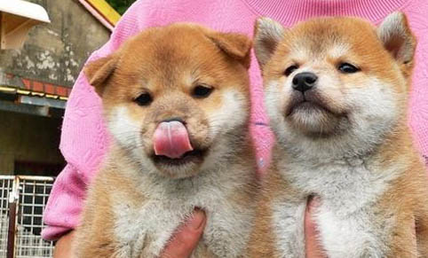 柴犬飼養(yǎng)注意事項及飼養(yǎng)方法