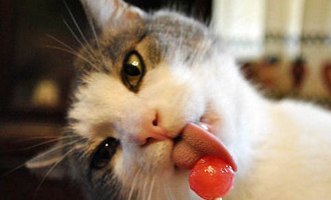 如何防止貓咪尿床