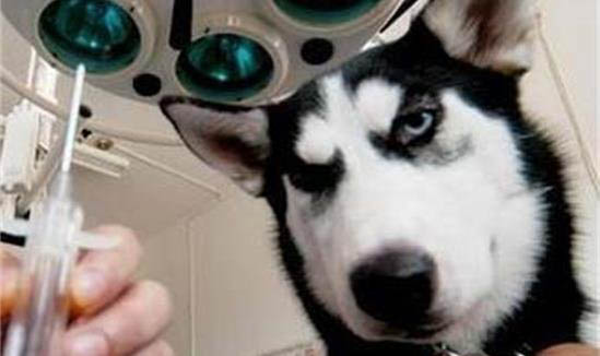 狗狗肺炎不吃東西老是睡覺