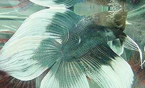 養魚的大潘養鱷龜吃魚