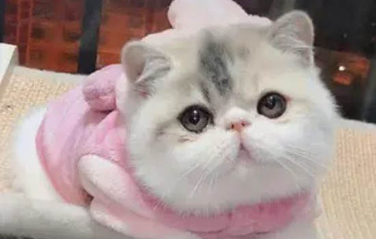 小奶貓要死的征兆?