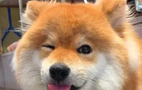 柴犬和豆柴有什么區別