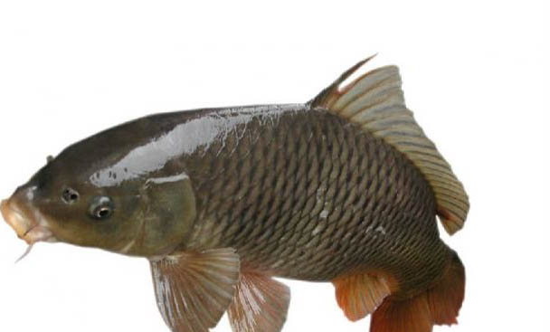 米奇魚一胎生多少小魚