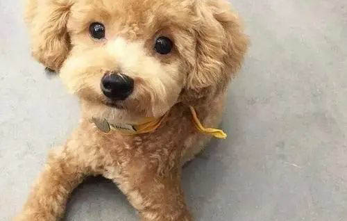 請問泰迪感冒的癥狀有哪些