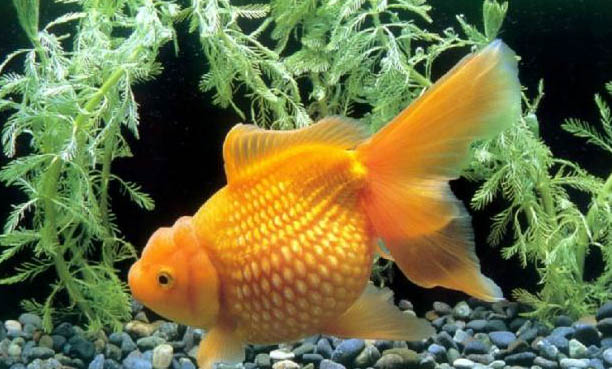 金魚側翻但還沒死怎么辦?