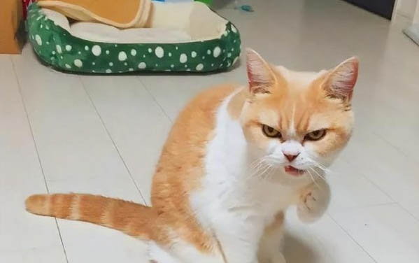 貓咪懷孕65天了還不生正常嗎?