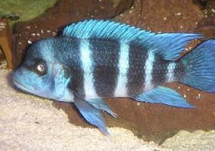 養魚有哪些注意事項