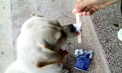 狗狗經期可以洗澡嗎
