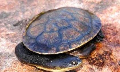 長頸龜為什么沒人養