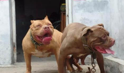 比特犬和惡霸犬有什么區(qū)別