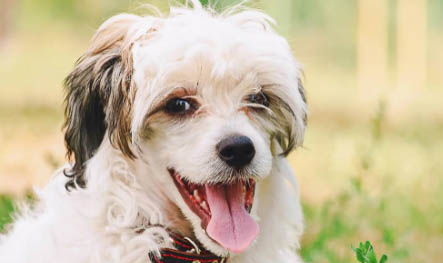 約克夏和泰迪哪個好養