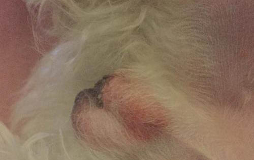 狗狗一般多久適應新家?