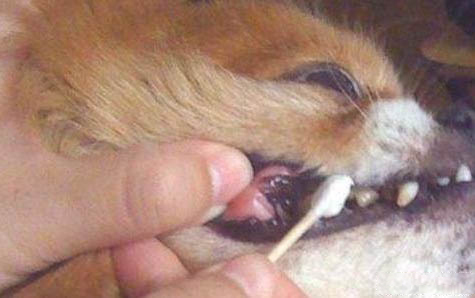 泰迪狗幾個月可以吃干糧