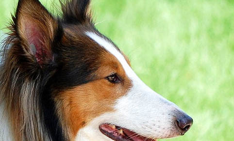 德國邊境牧羊犬幼犬價格多少一只？