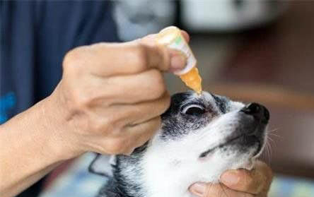 狗細小病和犬瘟治療用什么藥好