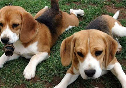 比格犬和柯基犬哪個好