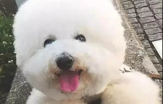 比熊犬和泰迪哪個貴