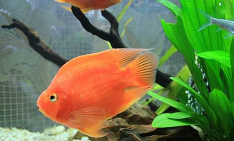 金槍魚(yú)有多少種品種