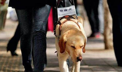 導(dǎo)盲犬能進(jìn)入公共場(chǎng)所嗎