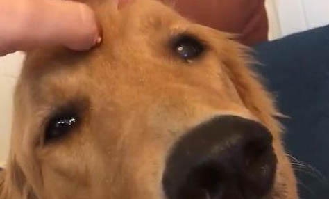 狗狗需要補鈣嗎