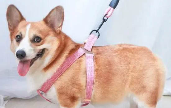 狗狗眼睛周圍長紅疙瘩是怎么回事