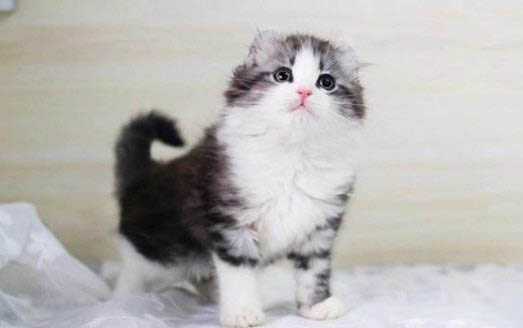 小貓出生多久可以吃貓糧