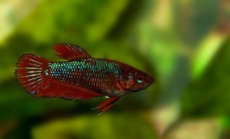 虎皮魚是熱帶魚嗎