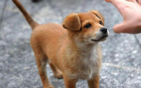 狗狗結膜炎多久能好