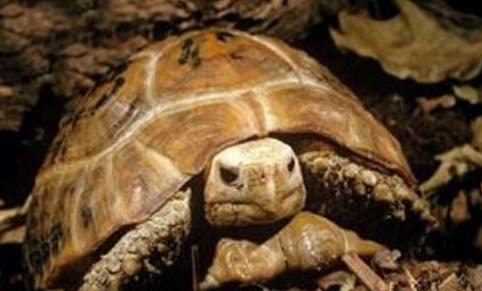 緬甸陸龜多久喂一次?