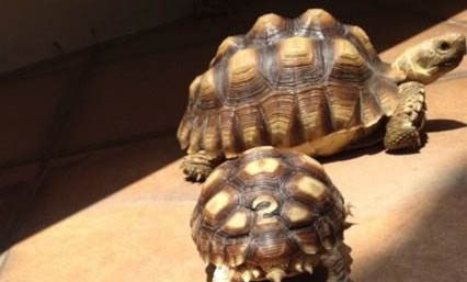 蘇卡達(dá)陸龜?shù)男螒B(tài)特征有哪些